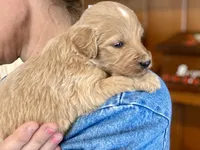 Genevieve , a female Goldendoodle for sale in Carbondale, IL – Photo 3 of 4