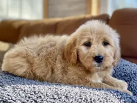Genevieve , a female Goldendoodle for sale in Carbondale, IL – Photo 2 of 8