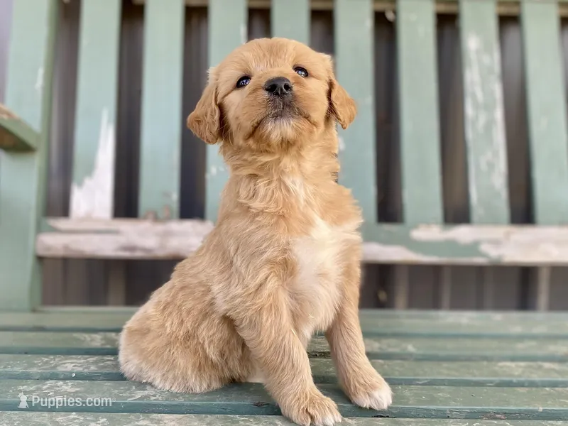 Genevieve  – Goldendoodle puppy for sale in Carbondale, IL