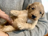 Genevieve , a female Goldendoodle for sale in Carbondale, IL – Photo 2 of 4
