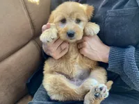 Genevieve , a female Goldendoodle for sale in Carbondale, IL – Photo 6 of 8