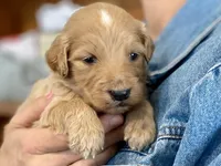 Genevieve , a female Goldendoodle for sale in Carbondale, IL – Photo 1 of 4
