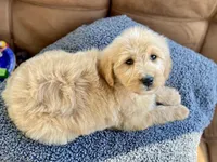 Genevieve , a female Goldendoodle for sale in Carbondale, IL – Photo 7 of 8