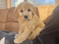 Genevieve , a female Goldendoodle for sale in Carbondale, IL – Photo 5 of 8