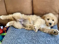 Genevieve , a female Goldendoodle for sale in Carbondale, IL – Photo 8 of 8
