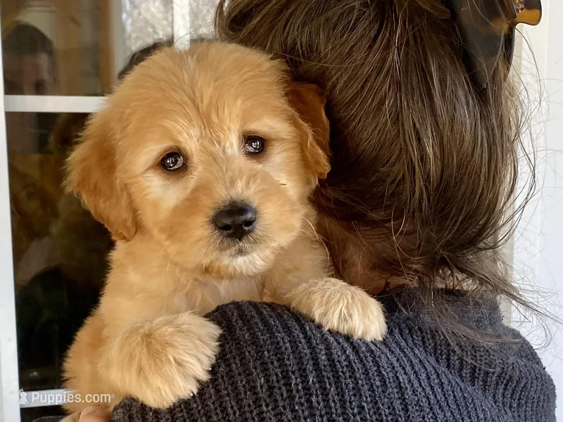 Genevieve  – Goldendoodle puppy for sale in Carbondale, IL