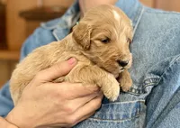 Genevieve , a female Goldendoodle for sale in Carbondale, IL – Photo 4 of 4