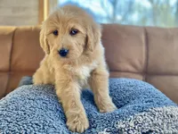 Genevieve , a female Goldendoodle for sale in Carbondale, IL – Photo 4 of 8