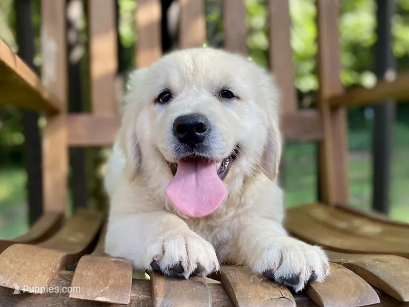 Chloe- health guaranteed  – English Cream Golden Retriever puppy for sale in Carbondale, IL
