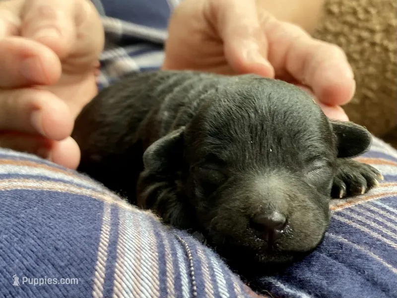 Bill F1B – Pomapoo puppy for sale in Carbondale, IL
