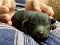 Bill F1B, a male Pomapoo for sale in Carbondale, IL – 1 of 6