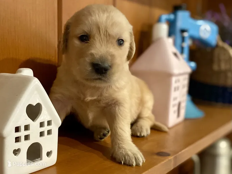 Camilla – Golden Retriever puppy for sale in Carbondale, IL