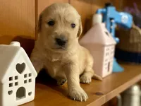 Camilla AKC- health guaranteed , a female Golden Retriever for sale in Carbondale, IL – 5 of 9