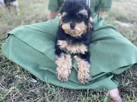 Shadow, a male Poodle - Toy  for sale in Carbondale, IL – 6 of 6