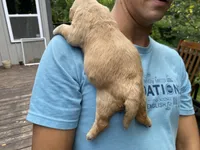 Buttercup 🧈 , a female Goldendoodle for sale in Carbondale, IL – 7 of 7