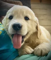 Redington, a male Golden Retriever for sale in Carbondale, IL – 4 of 6