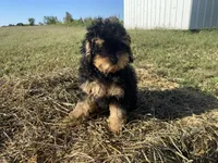 Shadow, a male Poodle - Toy  for sale in Carbondale, IL – 5 of 6