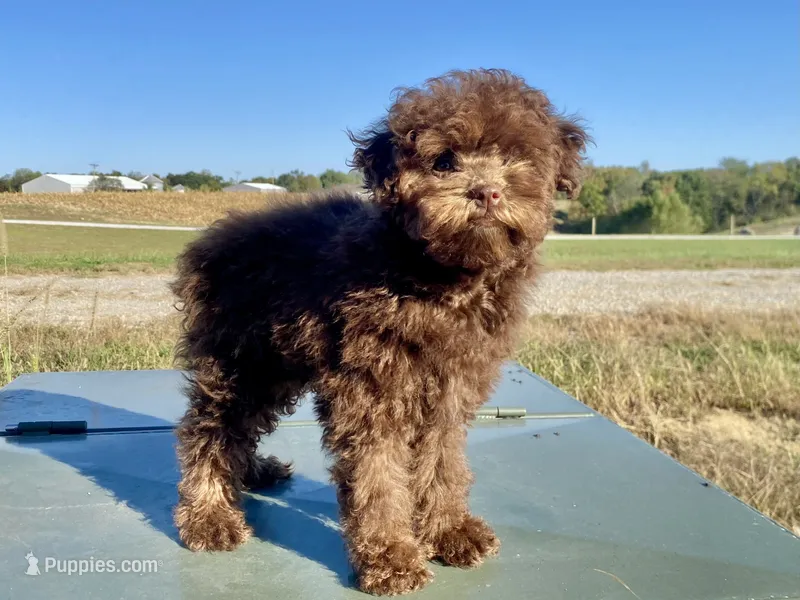 Albert – Poodle - Toy  puppy for sale in Carbondale, IL