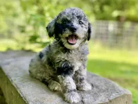 Fifi - Full AKC - health guaranteed , a female Poodle - Toy  for sale in Carbondale, IL – 2 of 10