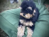 Shadow, a male Poodle - Toy  for sale in Carbondale, IL – 2 of 6