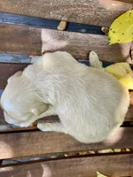 Bosephus, a male Goldendoodle for sale in Carbondale, IL – 3 of 6