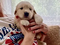 Arielle AKC- health guaranteed , a female Golden Retriever for sale in Carbondale, IL – 4 of 10