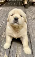 Arielle AKC- health guaranteed , a female Golden Retriever for sale in Carbondale, IL – 2 of 10