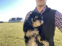 Shadow, a male Poodle - Toy  for sale in Carbondale, IL – 4 of 6