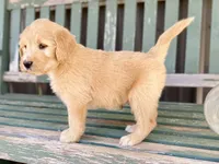 Dumbleboor, a female Goldendoodle for sale in Carbondale, IL – Photo 5 of 5