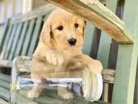 Dumbleboor, a female Goldendoodle for sale in Carbondale, IL – Photo 1 of 5