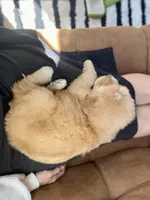 Dumbledore, a male Goldendoodle for sale in Carbondale, IL – Photo 9 of 9