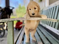 Dumbleboor, a female Goldendoodle for sale in Carbondale, IL – Photo 2 of 5