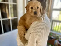 Dumbledore, a male Goldendoodle for sale in Carbondale, IL – Photo 2 of 9