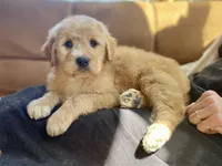 Dumbledore, a male Goldendoodle for sale in Carbondale, IL – Photo 1 of 9