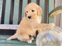 Dumbleboor, a female Goldendoodle for sale in Carbondale, IL – Photo 4 of 5