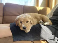 Dumbledore, a male Goldendoodle for sale in Carbondale, IL – Photo 8 of 9