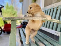 Dumbleboor, a female Goldendoodle for sale in Carbondale, IL – Photo 3 of 5