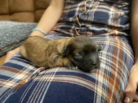 Beatrix F1B, a female Pomapoo for sale in Carbondale, IL – 5 of 8