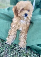 Minnie, a female Poodle - Toy  for sale in Carbondale, IL – 5 of 5