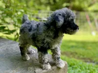 Fifi - Full AKC - health guaranteed , a female Poodle - Toy  for sale in Carbondale, IL – 6 of 10