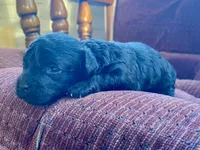 Winky F1B, a male Pomapoo for sale in Carbondale, IL – 7 of 7