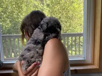Fifi - Full AKC - health guaranteed , a female Poodle - Toy  for sale in Carbondale, IL – 10 of 10