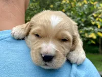 Buttercup 🧈 , a female Goldendoodle for sale in Carbondale, IL – 2 of 7
