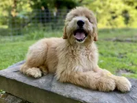 Bosephus ( Beau ), a male Goldendoodle for sale in Carbondale, IL – 4 of 5