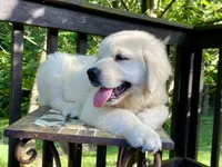 Chloe- health guaranteed , a female English Cream Golden Retriever for sale in Carbondale, IL – 5 of 6