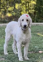 Parti Girl 🎉 , a female Poodle - Standard  for sale in Carbondale, IL – 4 of 5