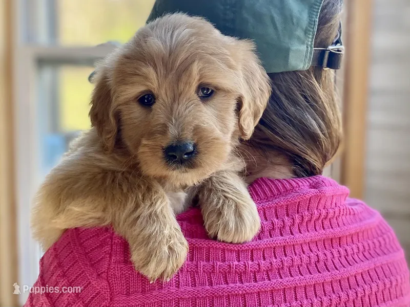 Ellie Mae – Goldendoodle puppy for sale in Carbondale, IL