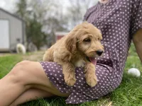 Ellie Mae, a female Goldendoodle for sale in Carbondale, IL – Photo 6 of 10