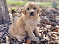 Ellie Mae, a female Goldendoodle for sale in Carbondale, IL – Photo 8 of 10