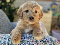 Ellie Mae, a female Goldendoodle for sale in Carbondale, IL – Photo 4 of 10